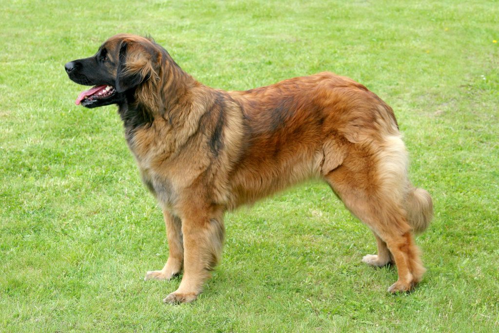 Kolik stojí leonberger?